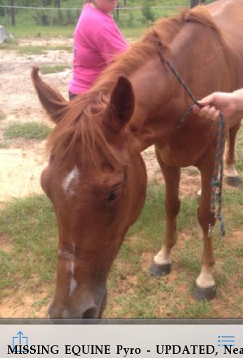 MISSING EQUINE Pyro - UPDATED, Near Wilmer, AL, 36587
